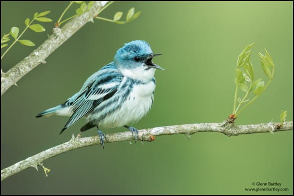 Cerulean Warbler (Dendroica Cerulea)