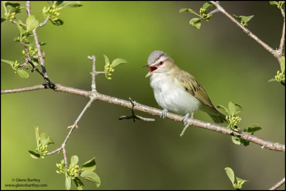 Red-eyed Vireo (Vireo Olivaceus)