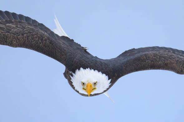 A Bald Eagle with Rudder Down