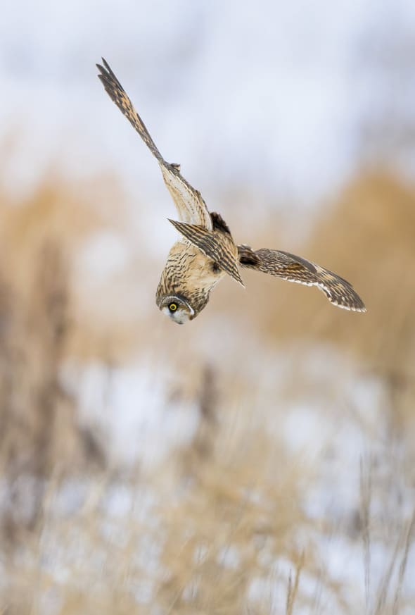 A Diving Short-eared Owl