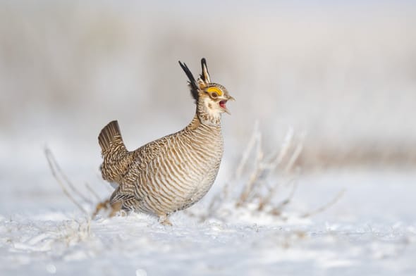 Greater Prairie-chicken