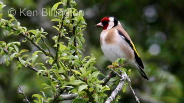 Goldfinch (Carduelis carduelis) 