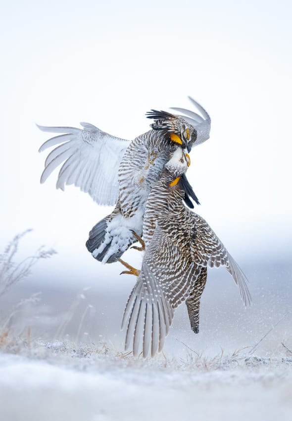 Greater Prairie-chickens Fighting