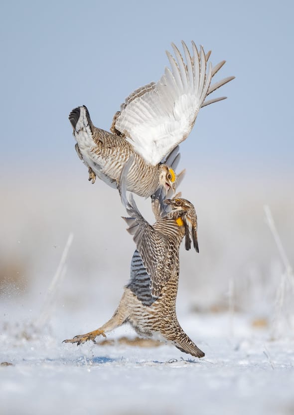 Greater Prairie-chickens Fighting