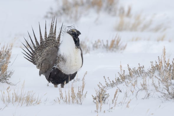 Greater Sage-grouse