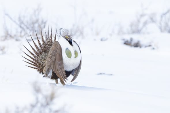 Greater Sage-grouse