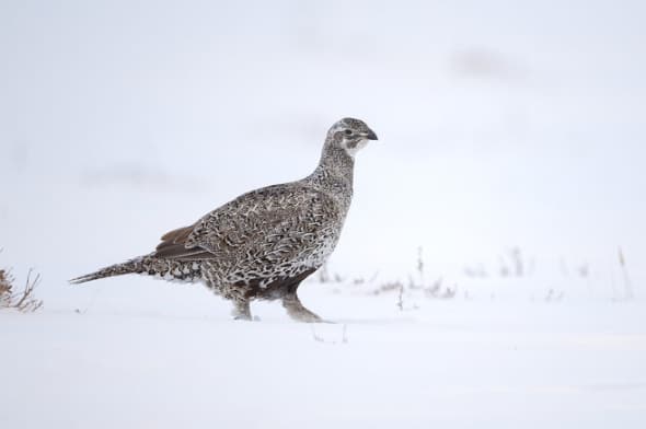 Greater Sage-grouse Female