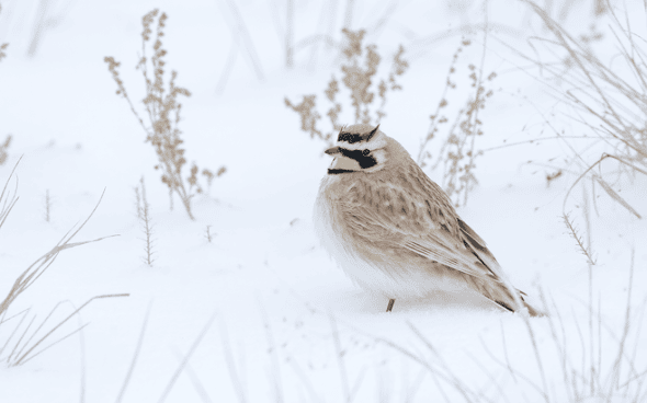 Horned Lark