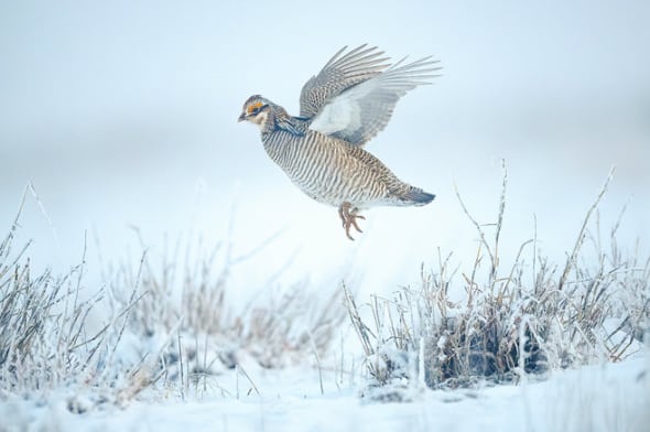 Lesser Prairie-chicken Male in Flight