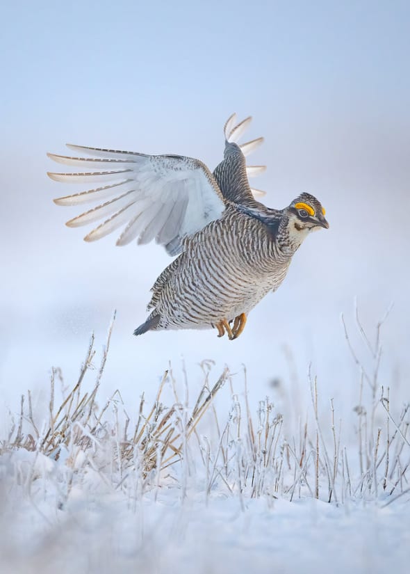 Lesser Prairie-chicken Male in Flight