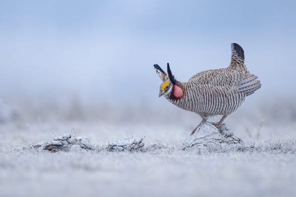 Lesser Prairie-chicken Male