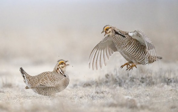 Lesser Prairie-chicken Males Sparring