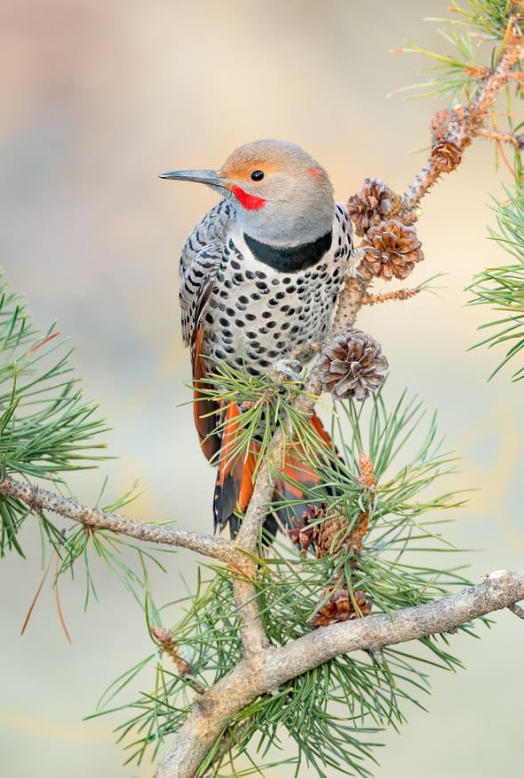 Northern Flicker on Lodgepole Pine