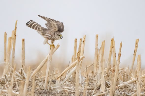 Prairie Merlin