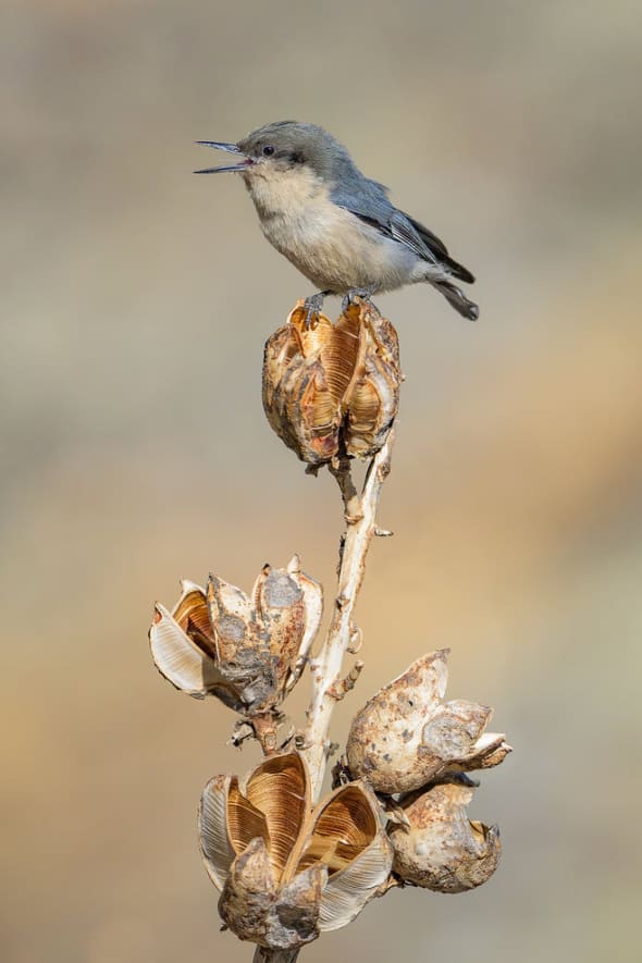 Pygmy Nuthatch Singing on Yucca