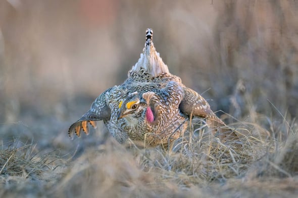 Sharp-tailed Grouse