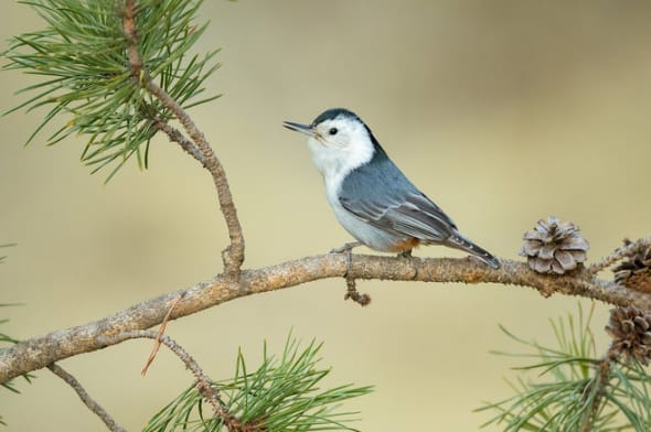 White-breasted Nuthatch Singing