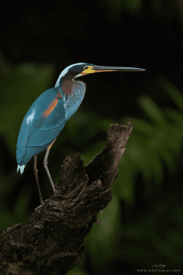 Agami Heron