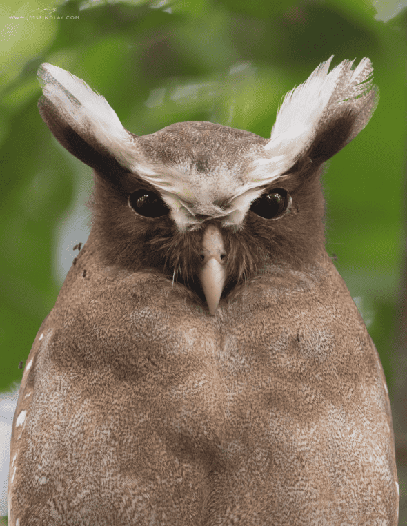 Crested Owl