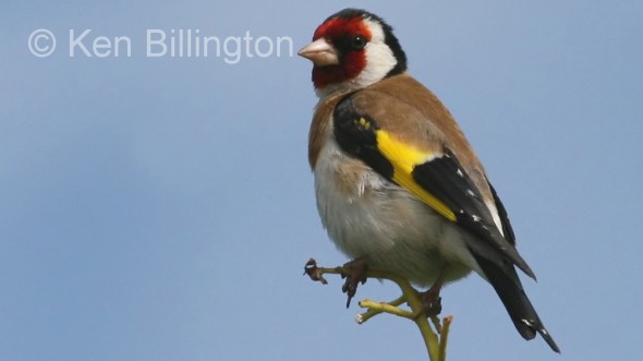 Goldfinch (Carduelis carduelis) 