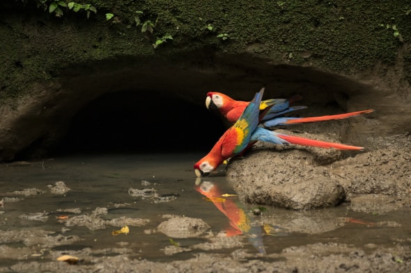 Scarlet Macaw