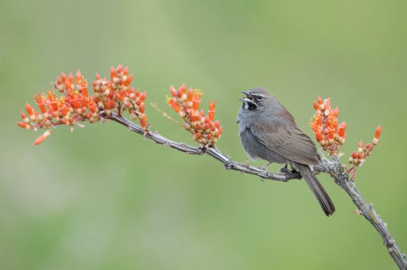 Five-striped Sparrow on Ocotillo