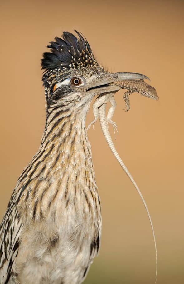 Greater Roadrunner & Whiptail Lizard 