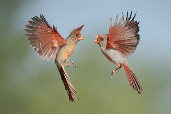 Northern Cardinal & Pyrrhuloxia