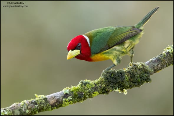 Red-headed Barbet (Eubucco Bourcierii)