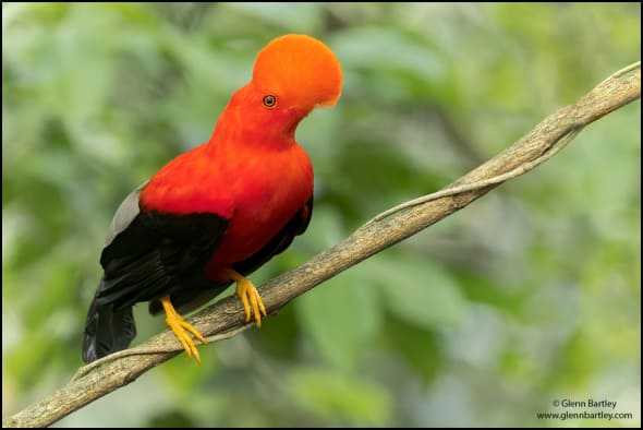 Andean Cock of the Rock (Rupicola Peruviana)