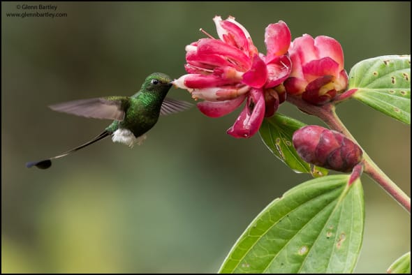 Booted Racket-tail (Ocreatus Underwoodii)