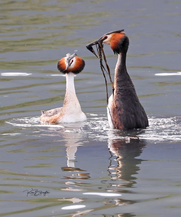 Love Token - Great Crested Grebes