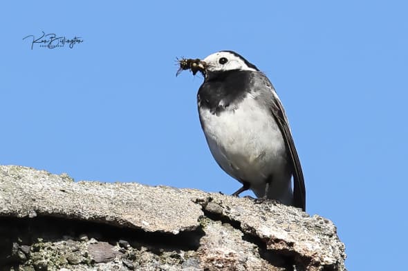 Collecting Breakfast - Pied Wagtail