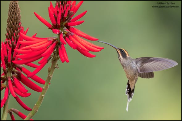 Scale-throated Hermit (Phaethornis Eurynome)