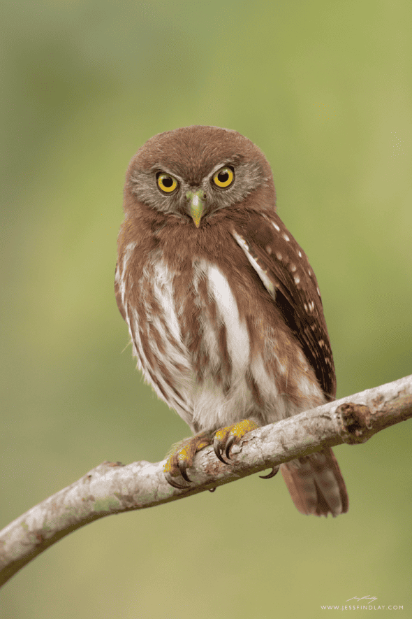 Ferruginous Pygmy Owl