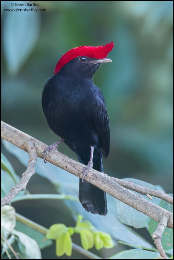 Helmeted Manakin (Antilophia Galeata)