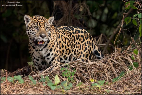 Jaguar