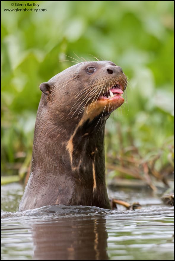 Giant River Otter