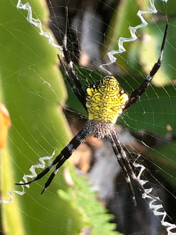 X Marks the Spot (Hawaiian Garden Spider)
