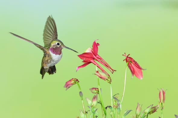 Broad-tailed Hummingbird at Red Columbine