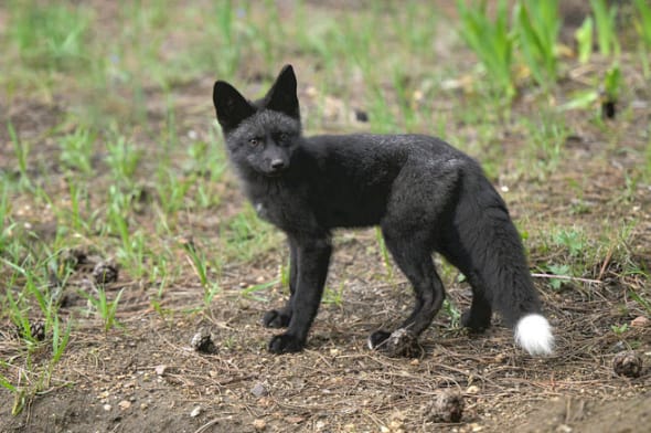 Silver Fox Kit