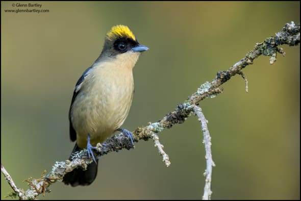 Black-goggled Tanager