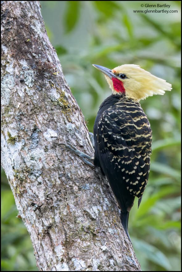 Blond-crested Woodpecker 