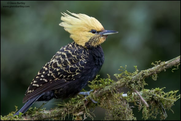 Blond-crested Woodpecker 