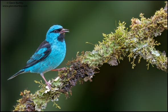 Blue Dacnis (Dacnis Cayana)