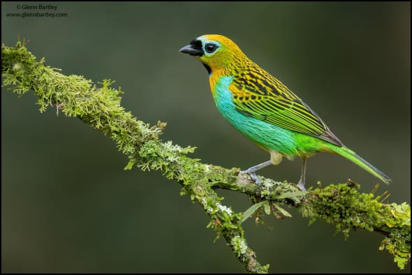 Brassy-breasted Tanager 