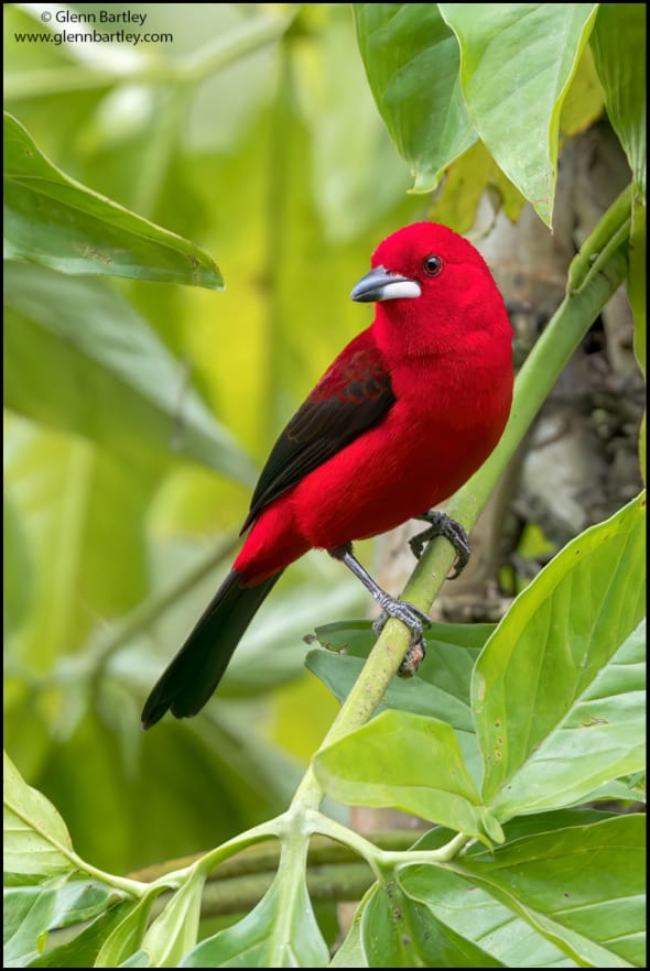 Brazilian Tanager (Ramphocelus Bresilius)