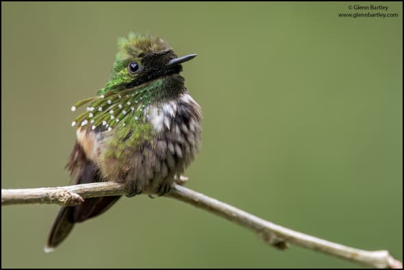 Festive Coquette (Lophornis Chalybeus)