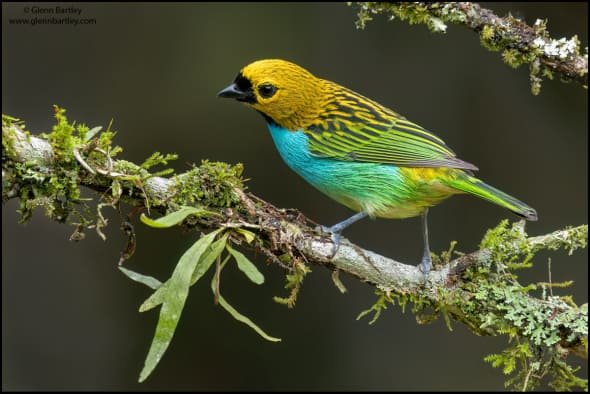 Gilt-edged Tanager (Tangara Cyanoventris)