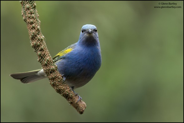 Golden-chevroned Tanager (Thraupis Ornata)